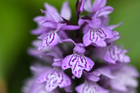 Dactylorhiza maculata (L.) Soó